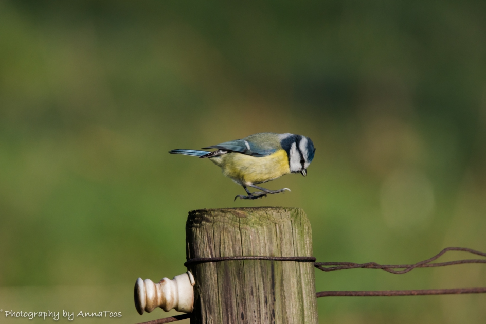 Dansende pimpelmees - Vogels - Pimpelmees