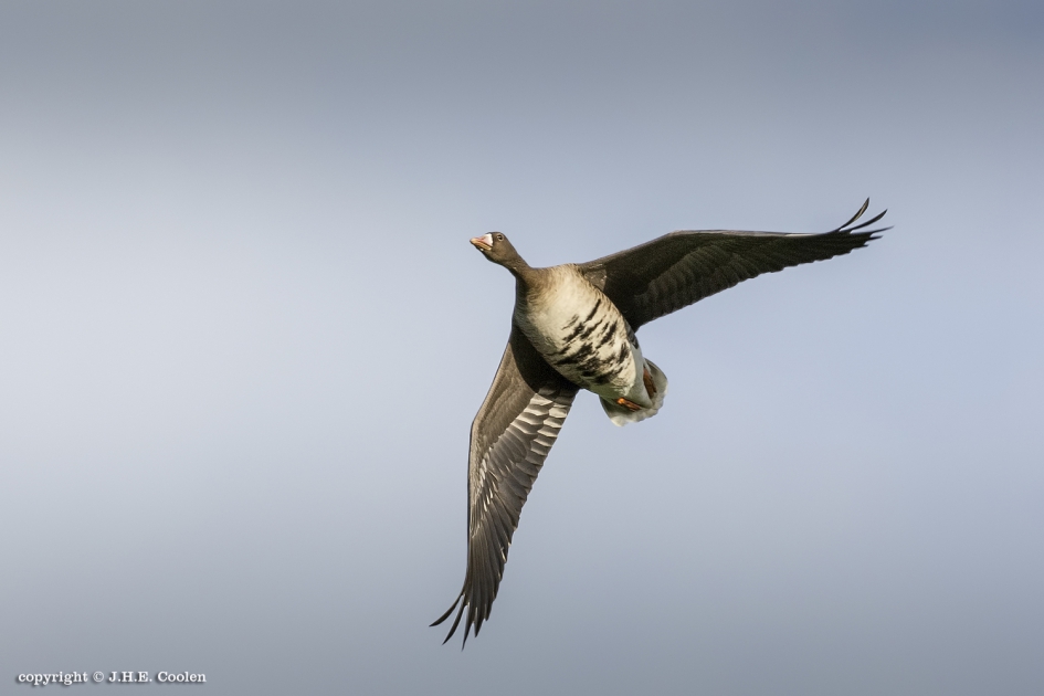 De Kolgans (Anser albifrons) - Vogels - De Kolgans