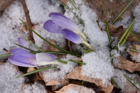 De laatste krokussen