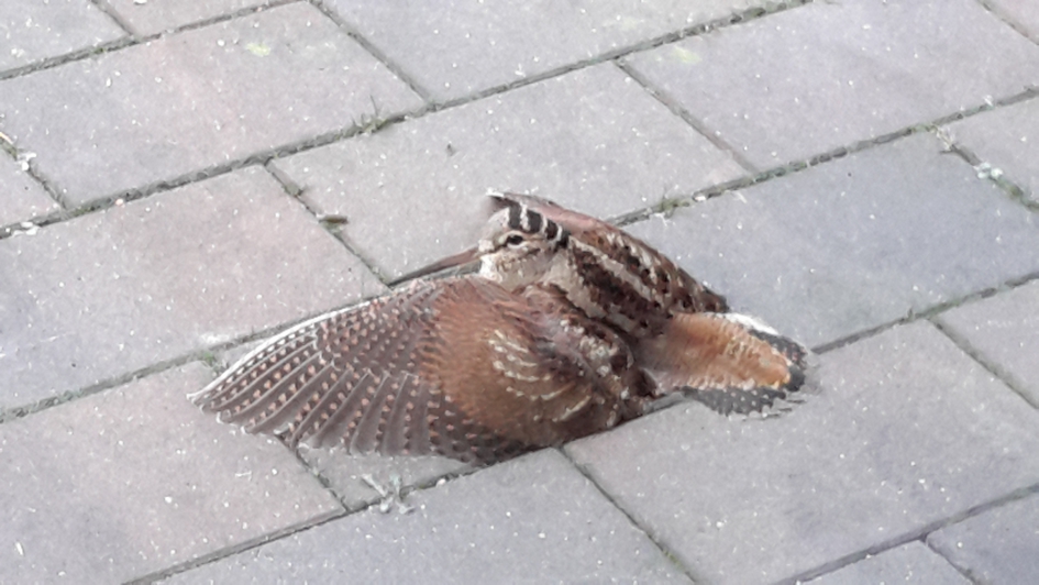 De Snip - Vogels - Snip