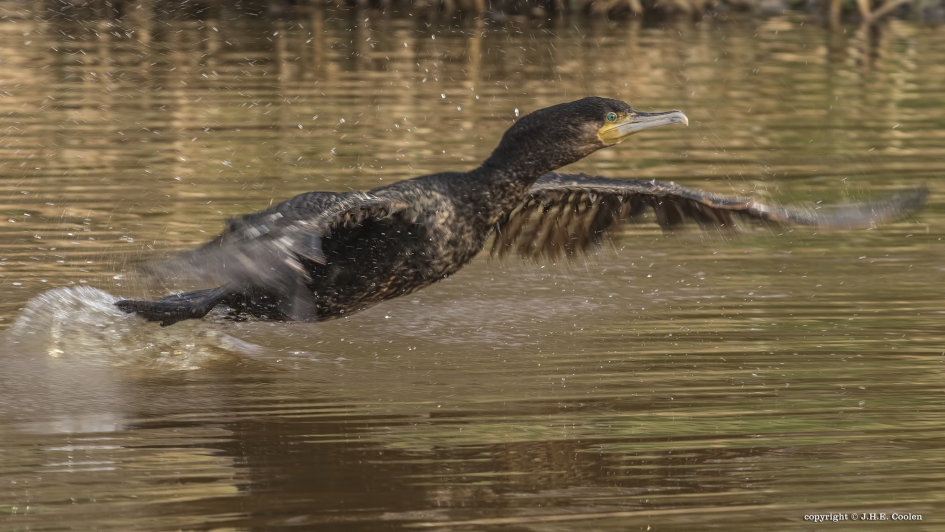 De start... - Vogels - Aalscholver