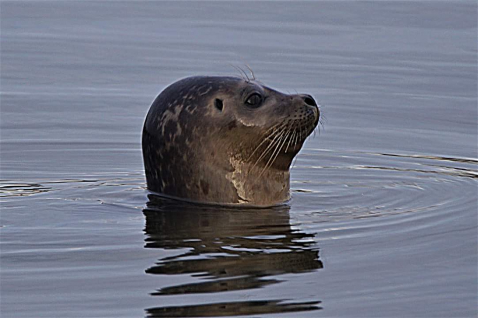 DIRK - Zoogdieren - Zee hond