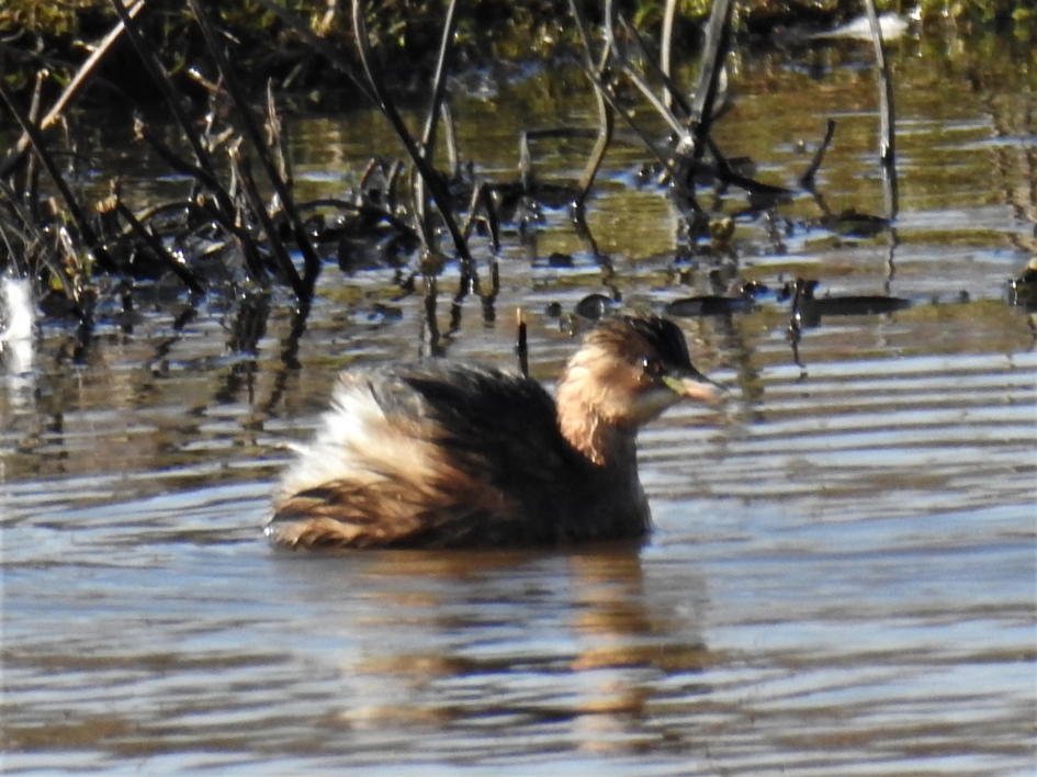 Dodaarsje van dichtbij - Vogels - Dodaars