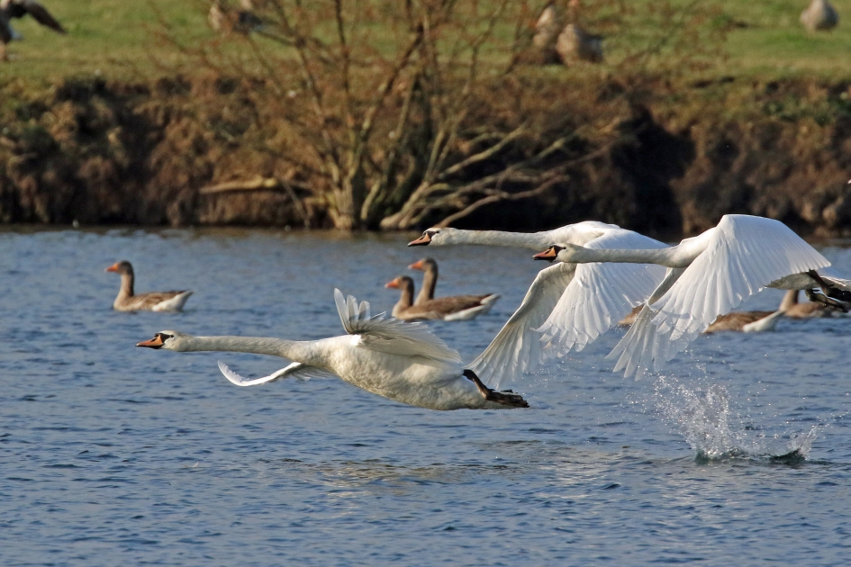 Doelgericht... - Vogels - Knobbelzwanen