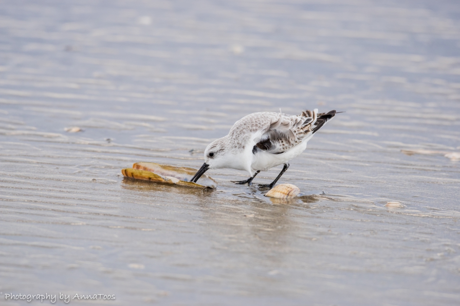 Drieteenstrandloper - Vogels - Drieteenstrandloper