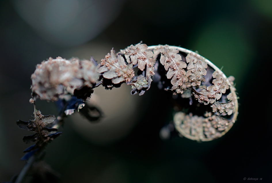 Droge krul - Planten - 