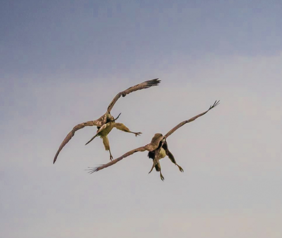 Drones - Vogels - Buizerds