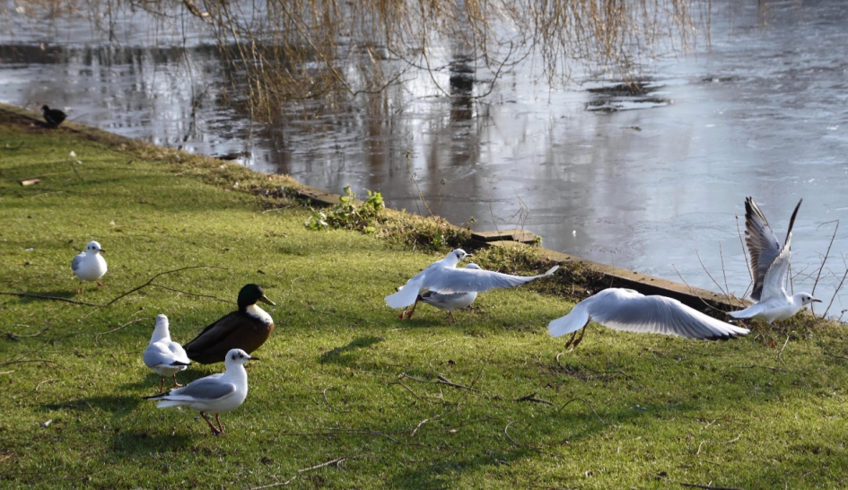 Druk aan de rand van de vijver - Vogels - 