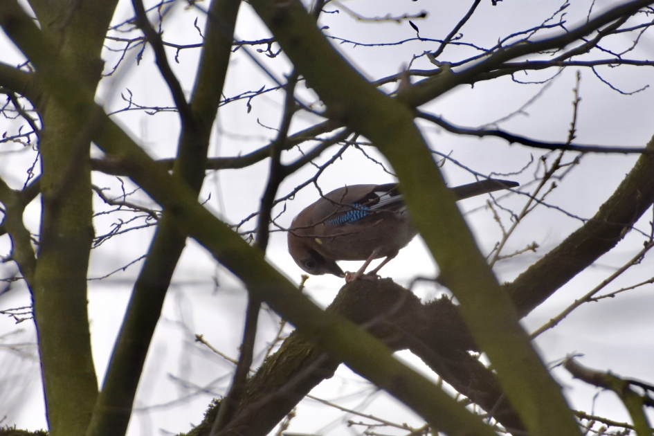 Druk met iets tussen zijn poten - Vogels - 