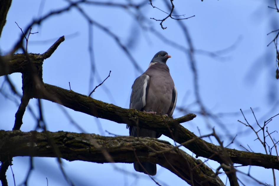 Houtduif op de uitkijk - Vogels - 