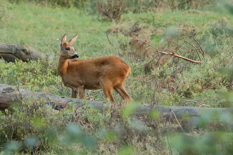 ree -v- - Zoogdieren - 