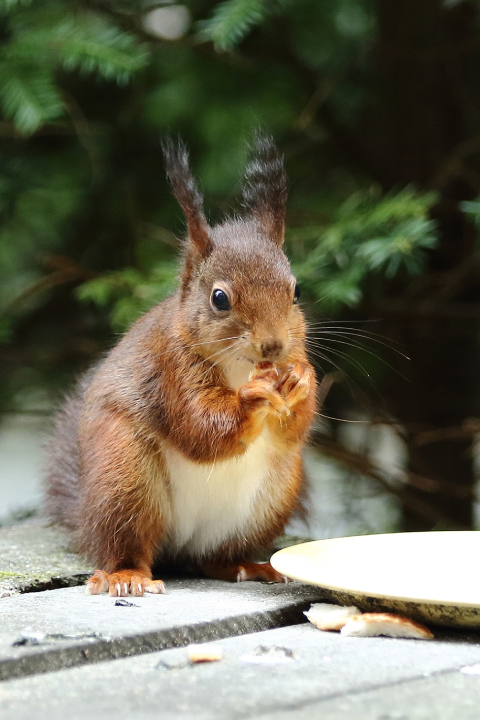 eekhoorn bezoekt voedertafel - Zoogdieren - 