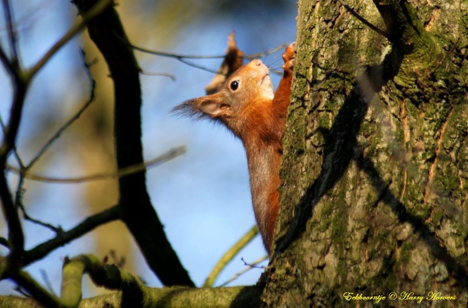 Eekhoorntje - Zoogdieren - Eekhoorntje