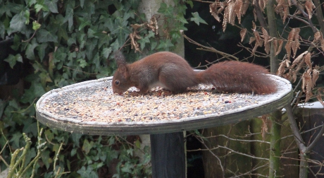 Een hongerige rode eekhoorn