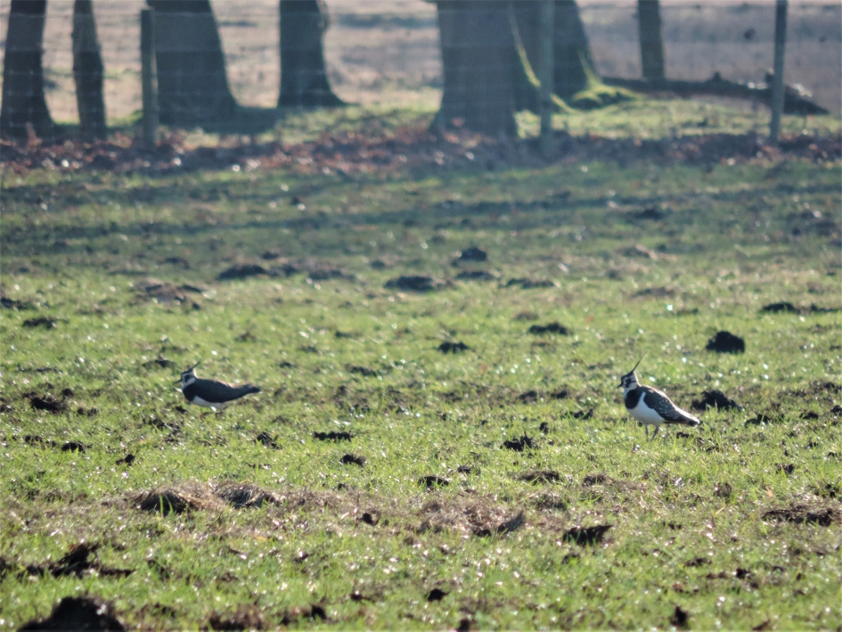 Een nieuwe lente - Vogels - Kievit