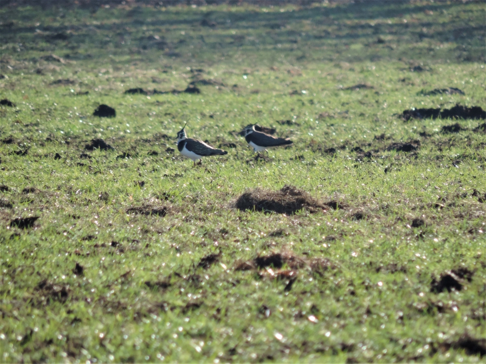 Een nieuwe lente - Vogels - Kievit