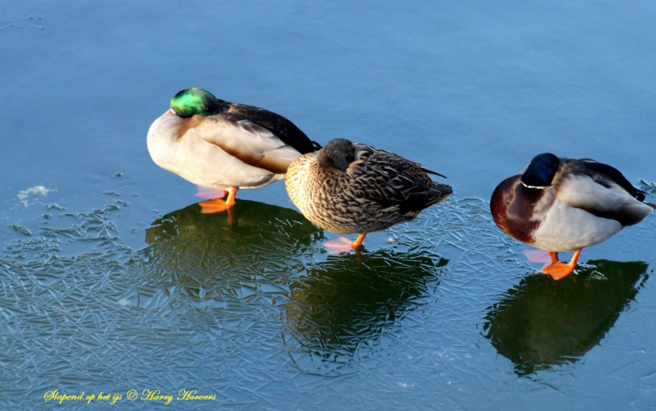Eenden slapend op het ijs - Vogels - 