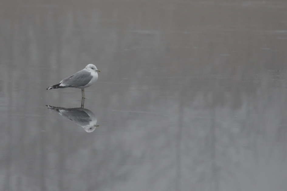 eenzame stormmeeuw - Vogels - 