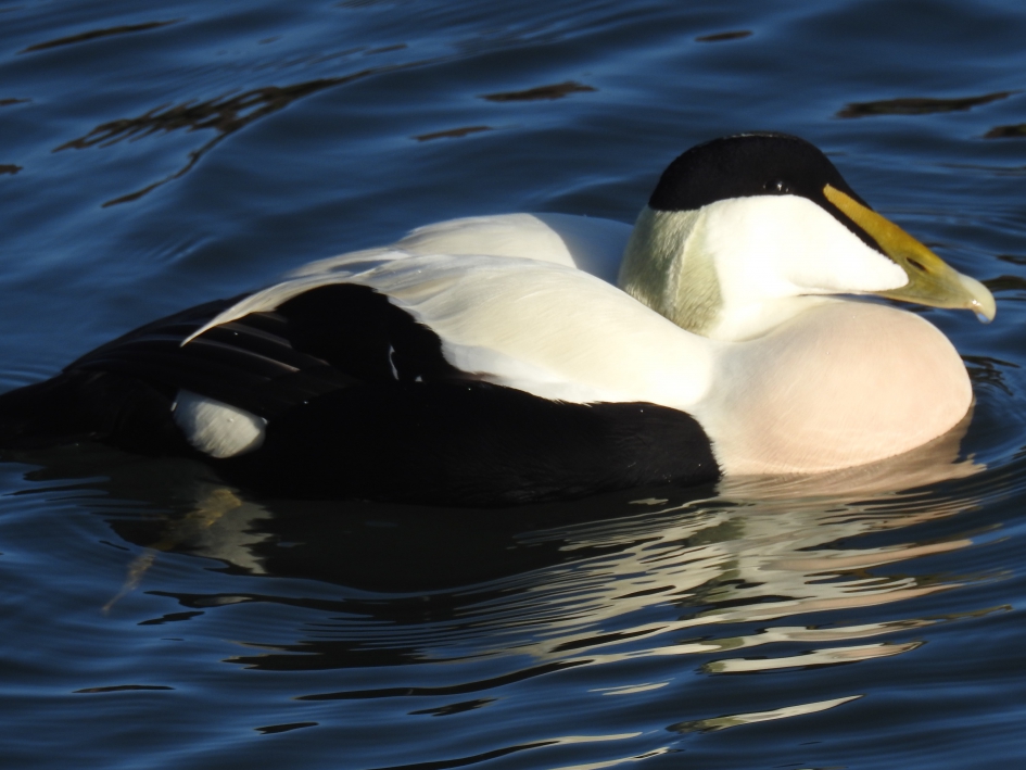 Eidereend man. - Vogels - Eidereend