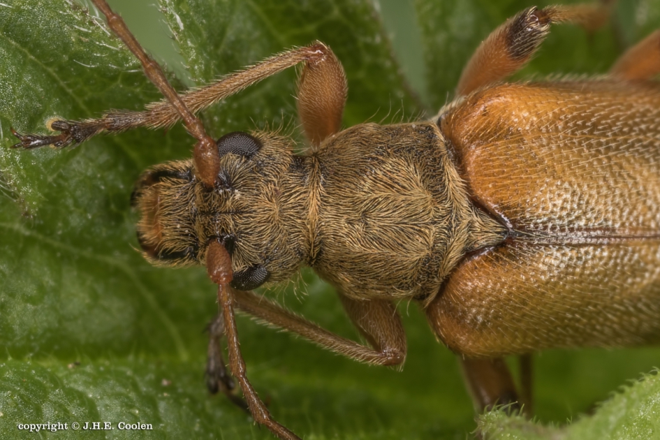 Eiken-bloesemboktor - Geleedpotigen - Eiken-bloesemboktor