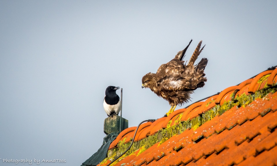 Ekster en Buizerd - Vogels - Ekster en Buizerd