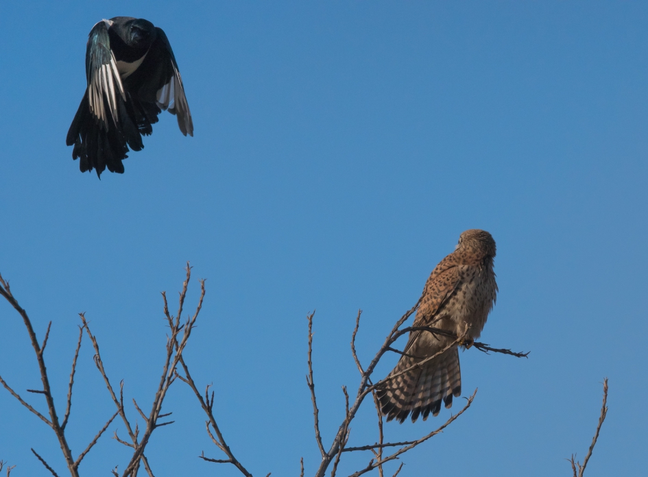 Ekster en de Torenvalk - Vogels - Ekster en Torenvalk