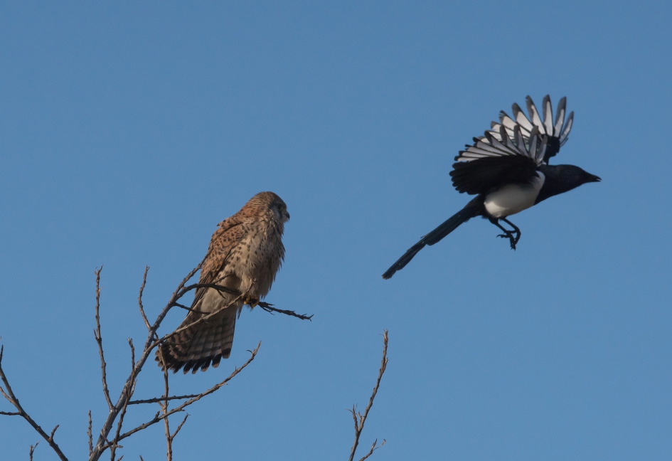 Ekster en de Torenvalk - Vogels - Ekster en torenvalk