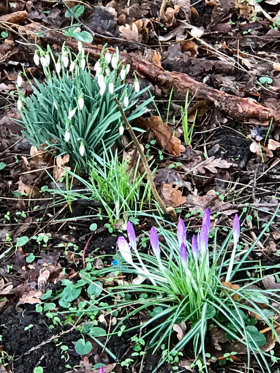 Er komt veel in bloei... - Planten - 