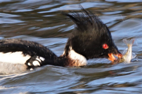 even en visje wegwerken