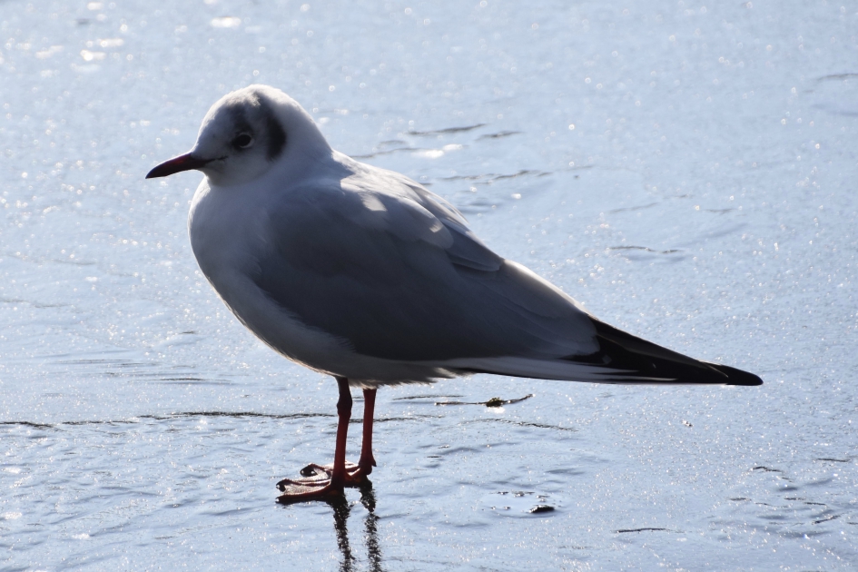 Even rust - Vogels - 