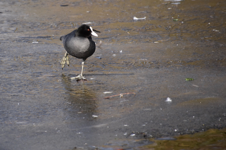 Even strekken... - Vogels - 