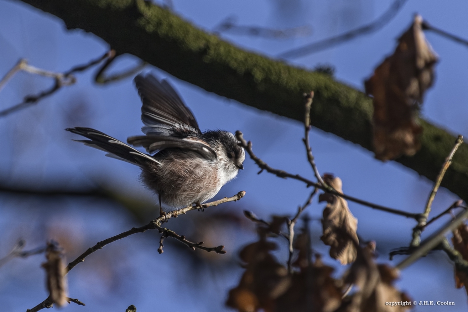 Evenwicht bewaren - Vogels - Staartmees
