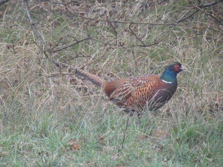 Fazant scharrelt in de bosjes