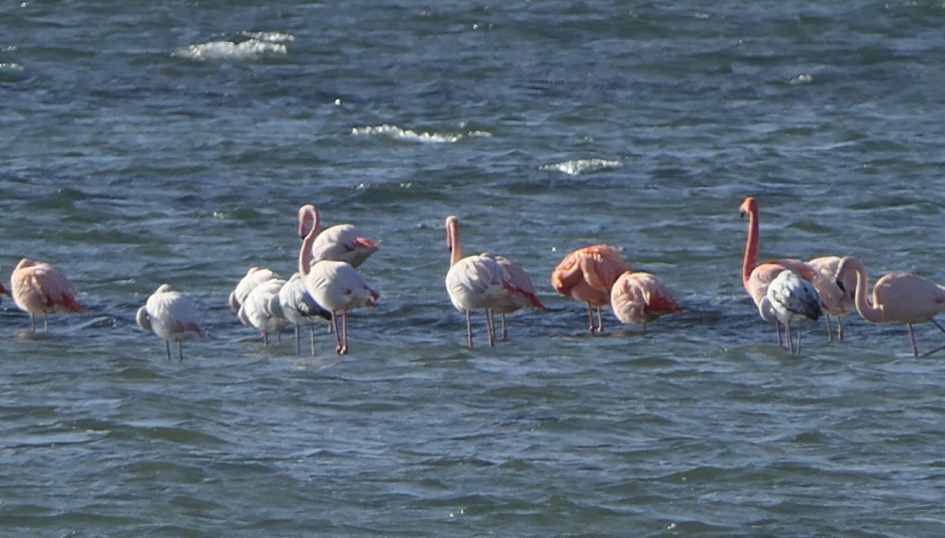 Flamingo's - Vogels - Flamingo's