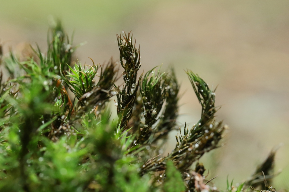 fraai haarmos - Planten - 