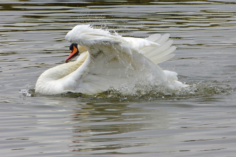 Frisse duik - Vogels - Knobbelzwaan