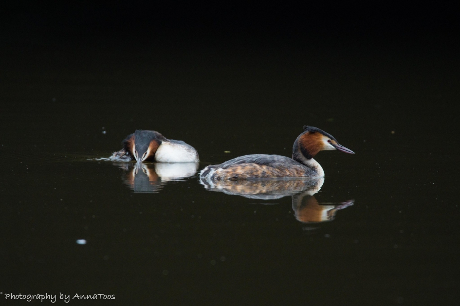 Fuut - Vogels - Fuut