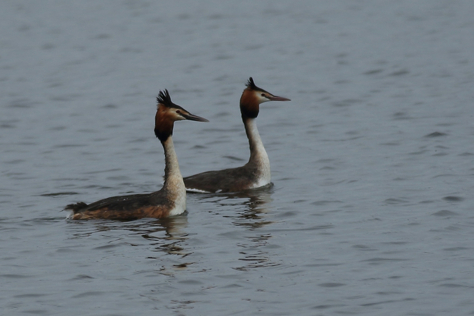 fuut m + v - Vogels - 