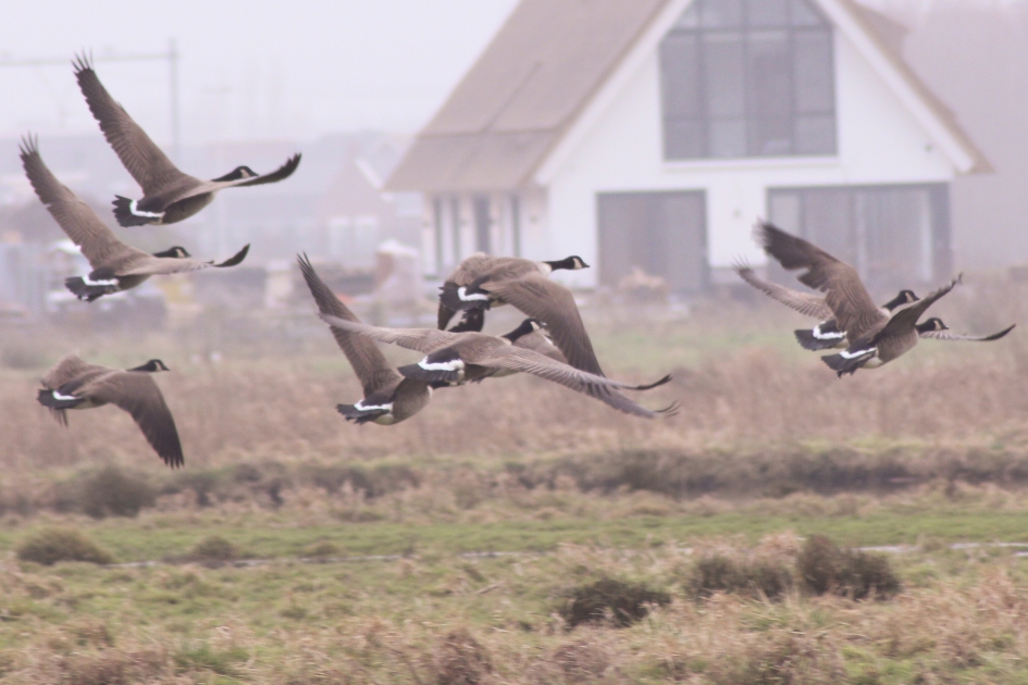 Ganzen in de mist - Vogels - 