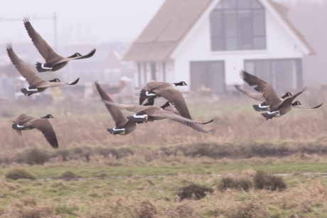 Ganzen in de mist