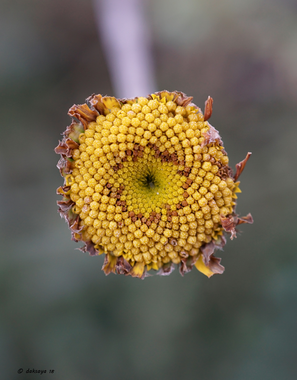 Gele kamille - Planten - 