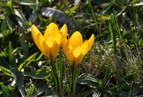 Gele krokussen