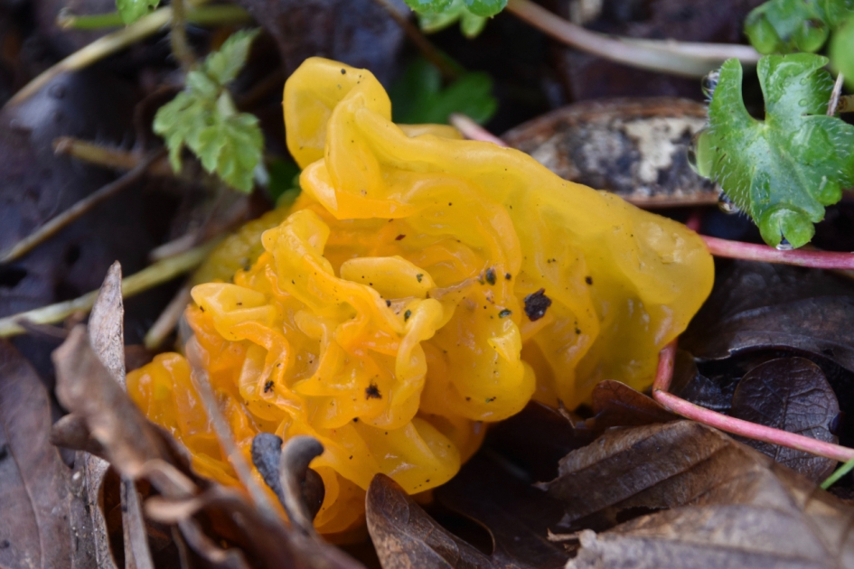 Gele trilzwam - Schimmels - 