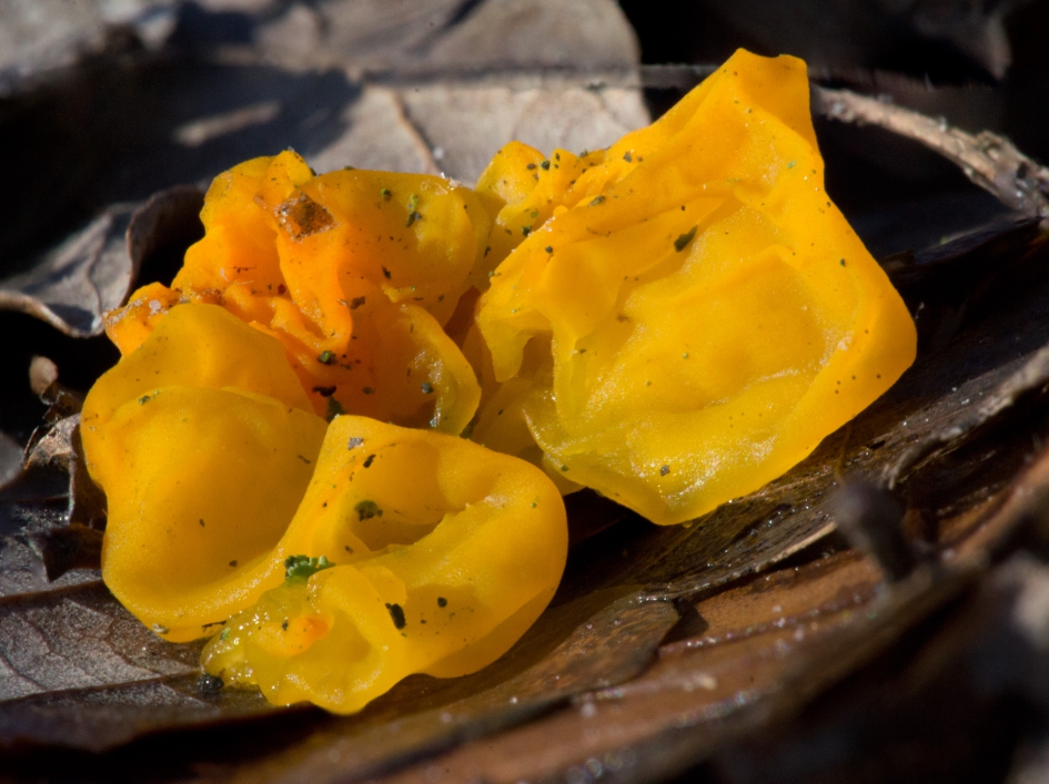 Gele trilzwam - Schimmels - 