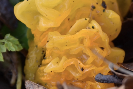 Gele trilzwam (detail)