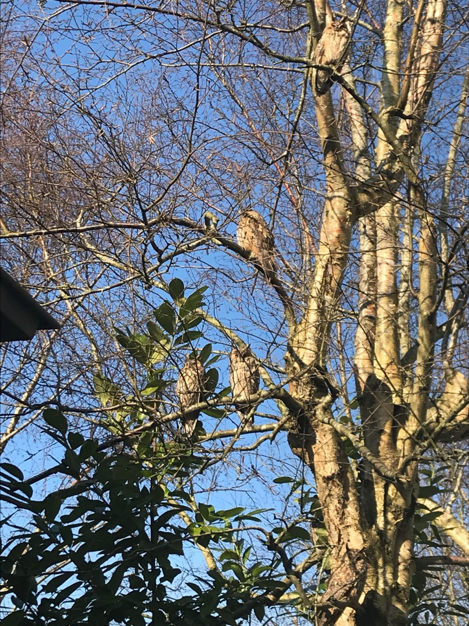 Genieten van de zon - Vogels - Steenuil