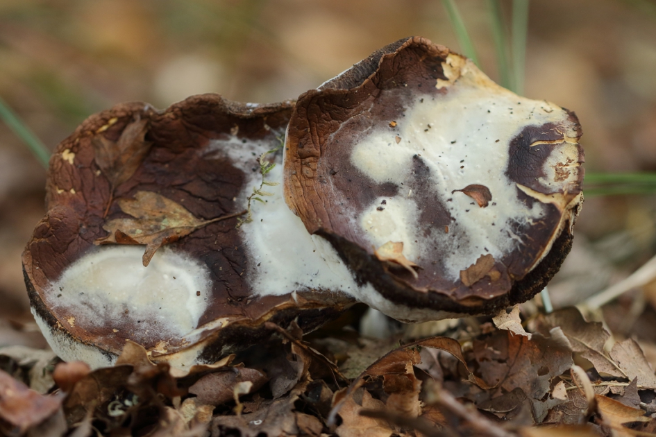 gevlekt - Schimmels - 