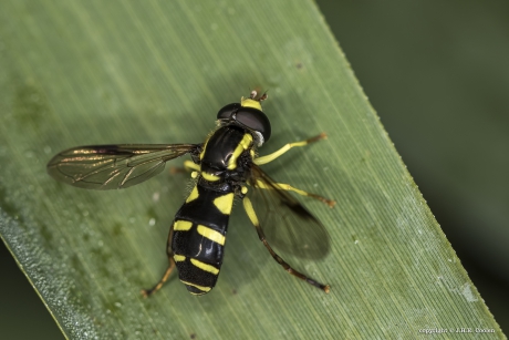 Gewone citroenzweefvlieg