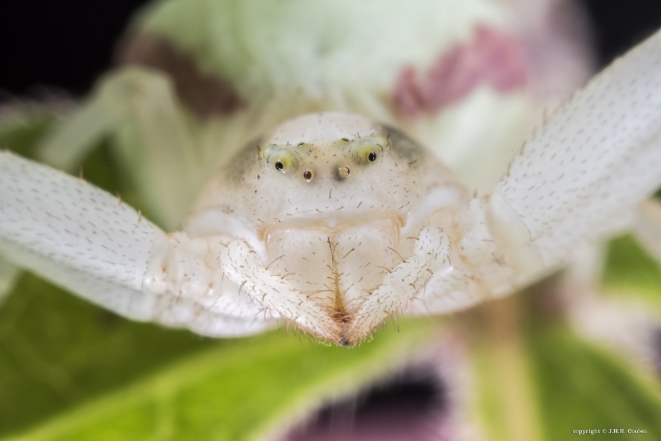 Gewone kameleonspin - Geleedpotigen - Gewone kameleonspin