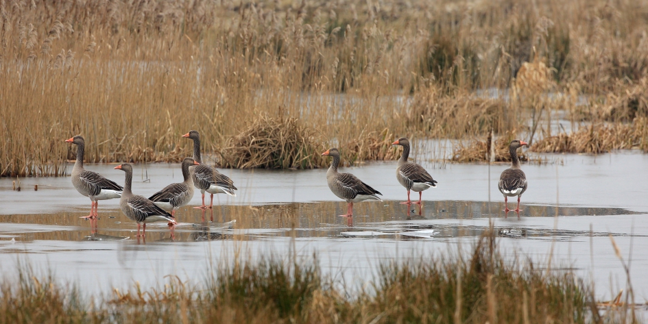 Gewoon bijzonder ... - Vogels - Grauwe Gans
